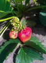 Strawberry growing in the garden