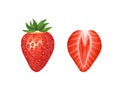 Strawberry. Half of a cut berry and a whole berry. Realistic illustration isolated on white background. Icon clip art. Royalty Free Stock Photo