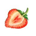 Strawberry half watercolor drawing slice cut. Berry juicy delisious fruit summer illustration. Sweet aquarelle picture Royalty Free Stock Photo