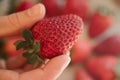 Strawberry in hand. Close up view of ripe fresh strawberries. Royalty Free Stock Photo