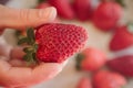 Strawberry in hand. Close up view of ripe fresh strawberries.