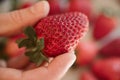 Strawberry in hand. Close up view of ripe fresh strawberries. Royalty Free Stock Photo