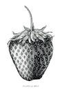 Strawberry hand drawing vintage engraving illustration style Royalty Free Stock Photo