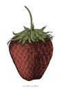 Strawberry hand drawing vintage engraving illustration style Royalty Free Stock Photo