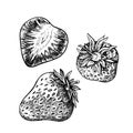 Strawberry, hand drawn black and white graphic vector illustration. Isolated on a white background. For labels, printed Royalty Free Stock Photo