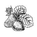 Strawberry, hand drawn black and white graphic vector illustration. Isolated on a white background. For labels, printed Royalty Free Stock Photo