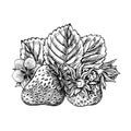 Strawberry, hand drawn black and white graphic vector illustration. Isolated on a white background. For labels, printed Royalty Free Stock Photo