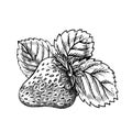 Strawberry, hand drawn black and white graphic vector illustration. Isolated on a white background. For labels, printed Royalty Free Stock Photo