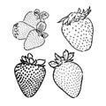 Strawberry hand drawn engraving isolated vector illustration. Pair garden fresh berries sketch. Organic healthy food