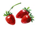 Strawberry. Hand drawn watercolor painting Royalty Free Stock Photo