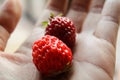 Strawberry in hand look joicy Royalty Free Stock Photo