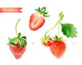 Strawberry hand-painted watercolor illustration Royalty Free Stock Photo