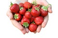 Strawberry in hands isolated on white background. Royalty Free Stock Photo