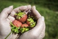 Strawberry Hands Royalty Free Stock Photo