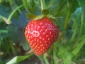 The strawberry hanging from the tree