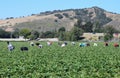 Strawberry Harvest in Central California Royalty Free Stock Photo