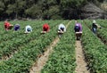 Strawberry Harvest in Central California Royalty Free Stock Photo