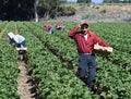 Strawberry Harvest in Central California Royalty Free Stock Photo