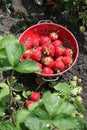 Strawberry harvest in june