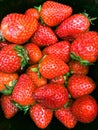 Strawberry harvest time from the farm