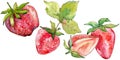 Strawberry healthy food fresh berry. Watercolor background illustration set. Isolated berries illustration element.