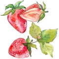 Strawberry healthy food fresh berry. Watercolor background illustration set. Isolated berries illustration element.