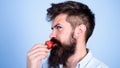 Strawberry healthy snack. Man handsome hipster with long beard eating strawberry. Hipster enjoy juicy ripe red
