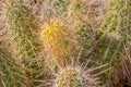 Strawberry Hedgehog Cacti of New Mexico Royalty Free Stock Photo