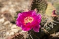 Strawberry Hedgehog Cactus Blossom Covered with Bugs Royalty Free Stock Photo