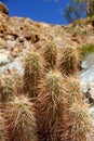 Strawberry Hedgehog Cactus (Echinocereus engelmannii)