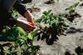 Strawberry holding in girl female woman hands; picking harvesting strawberries Royalty Free Stock Photo