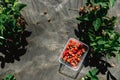 Strawberry holding in girl female woman hands; picking harvesting strawberries Royalty Free Stock Photo