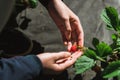 Strawberry holding in girl female woman hands; picking harvesting strawberries Royalty Free Stock Photo