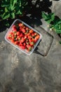 Strawberry holding in girl female woman hands; picking harvesting strawberries Royalty Free Stock Photo