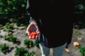 Strawberry holding in girl female woman hands; picking harvesting strawberries Royalty Free Stock Photo