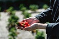 Strawberry holding in girl female woman hands; picking harvesting strawberries Royalty Free Stock Photo