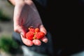 Strawberry holding in girl female woman hands; picking harvesting strawberries Royalty Free Stock Photo