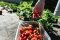 Strawberry holding in girl female woman hands; picking harvesting strawberries Royalty Free Stock Photo