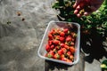 Strawberry holding in girl female woman hands; picking harvesting strawberries Royalty Free Stock Photo