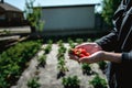 Strawberry holding in girl female woman hands; picking harvesting strawberries Royalty Free Stock Photo