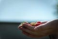 Strawberry holding in girl female woman hands; picking harvesting strawberries Royalty Free Stock Photo
