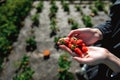 Strawberry holding in girl female woman hands; picking harvestin Royalty Free Stock Photo