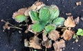 Strawberry illness. Berries disease. Fusarium oxysporum. Crop problem