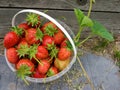 Strawberry int the bucket, harvested in the garden