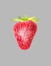 Strawberry isolated on gray background. Red berry closeup. Fresh organic food. Watercolor painting. Botanical realistic