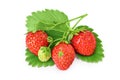 Strawberry isolated on white background. Fresh berry with clipping path and full depth of field. Top view. Flat lay Royalty Free Stock Photo