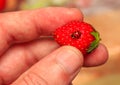 Strawberry with ladybug in the mens fingers