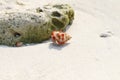 Strawberry Land Hermit Crab on a beach, Maldives