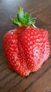 Strawberry of large size Royalty Free Stock Photo