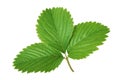 Strawberry leaf